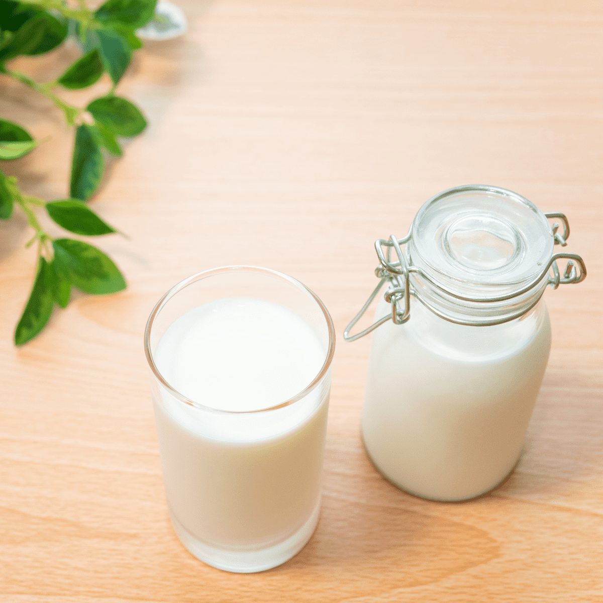 Milk in glass jar next to glass of milk on a wood tabletop with green leaves offset in a corner