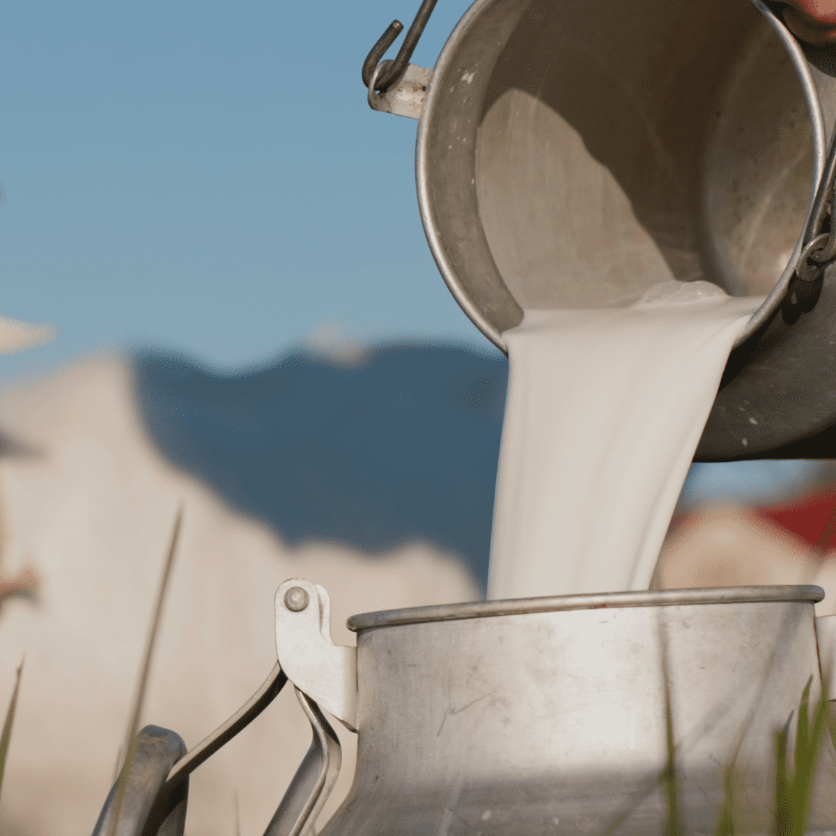 Goat milk being poured from one silver bucket into another, with the blurred outline of a goat in the background